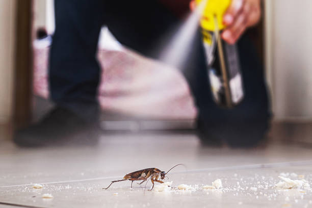 Best Spider Control Near Me  in Sunnyslope, WA